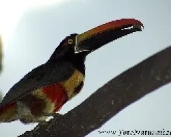 Pteroglossus frantzii