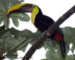 Ramphastos swainsonii