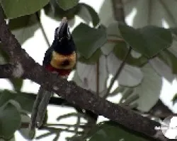 Pteroglossus frantzii