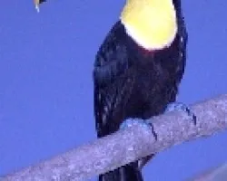Ramphastos swainsonii