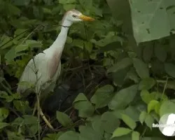 Bubulcus ibis