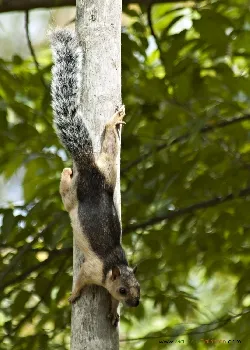Sciurus variegatoides