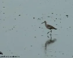 Tringa semipalmata
