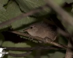 Troglodytes aedon