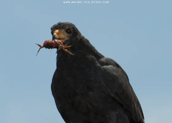 Buteogallus anthracinus