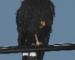 Buteogallus anthracinus