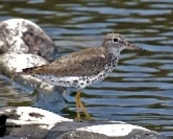 Actitis macularia