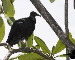 Coragyps atratus