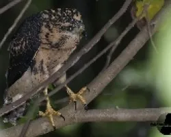 Buteogallus anthracinus
