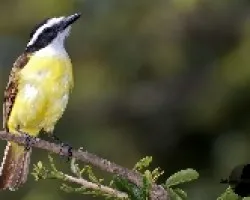 Pitangus sulphuratus