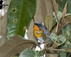 Parula gutturalis