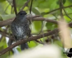 Catharus gracilirostris 