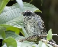Basileuterus melanogenys
