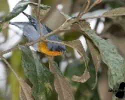 Parula gutturalis