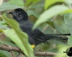 Pselliophorus tibialis