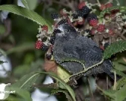 Pselliophorus tibialis