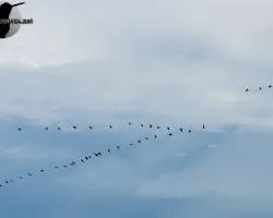 Pelecanus occidentalis