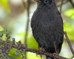 Turdus nigrescens