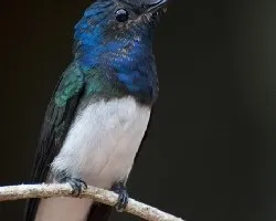 Florisuga mellivora