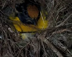 Euphonia anneae