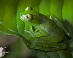Cochranella granulosa