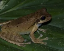 Smilisca phaeota
