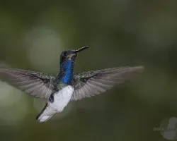 Florisuga mellivora