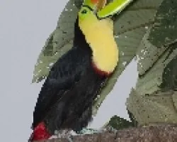 Ramphastos sulfuratus