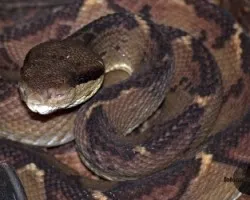 Lachesis stenophrys