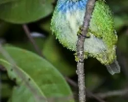 Cyanerpes lucidus