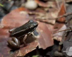 Colostethus tamalacae