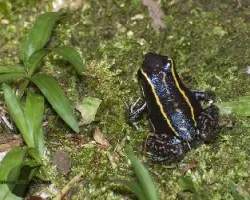 Phyllobates lugubris