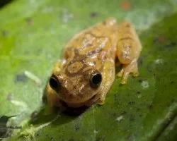Hyla phlebodes