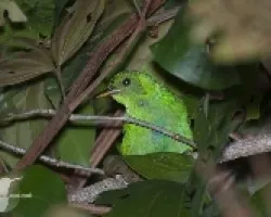 Chlorophanes spiza