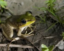 Lithobates vaillanti
