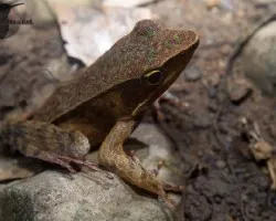 Lithobates warszewitschii