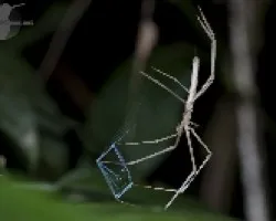 Araña con red