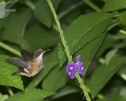Lophornis helenae