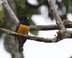 Trogon violaceus