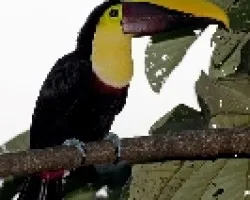 Ramphastos swainsonii