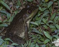Rana con sancudos