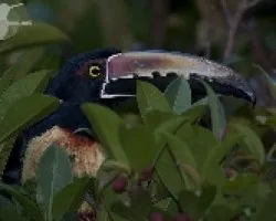 Pteroglossus torquatus