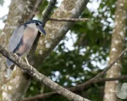 Cochlearius cochlearia