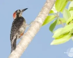 Melanerpes pucherani
