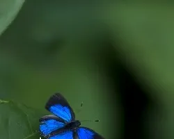 Mariposa azul