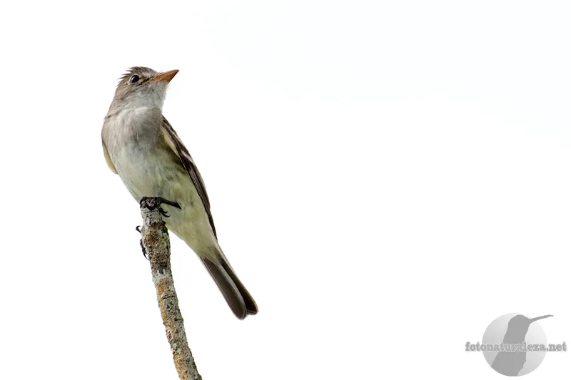 Ensenada, Golfo de nicoya