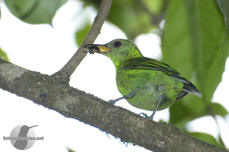 OTS, La Selva, Sarapiqui