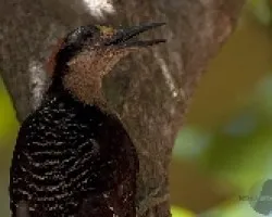 Melanerpes pucherani