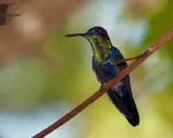 Thalurania colombica