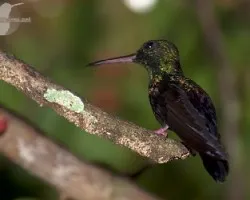 Chalybura urochrysia